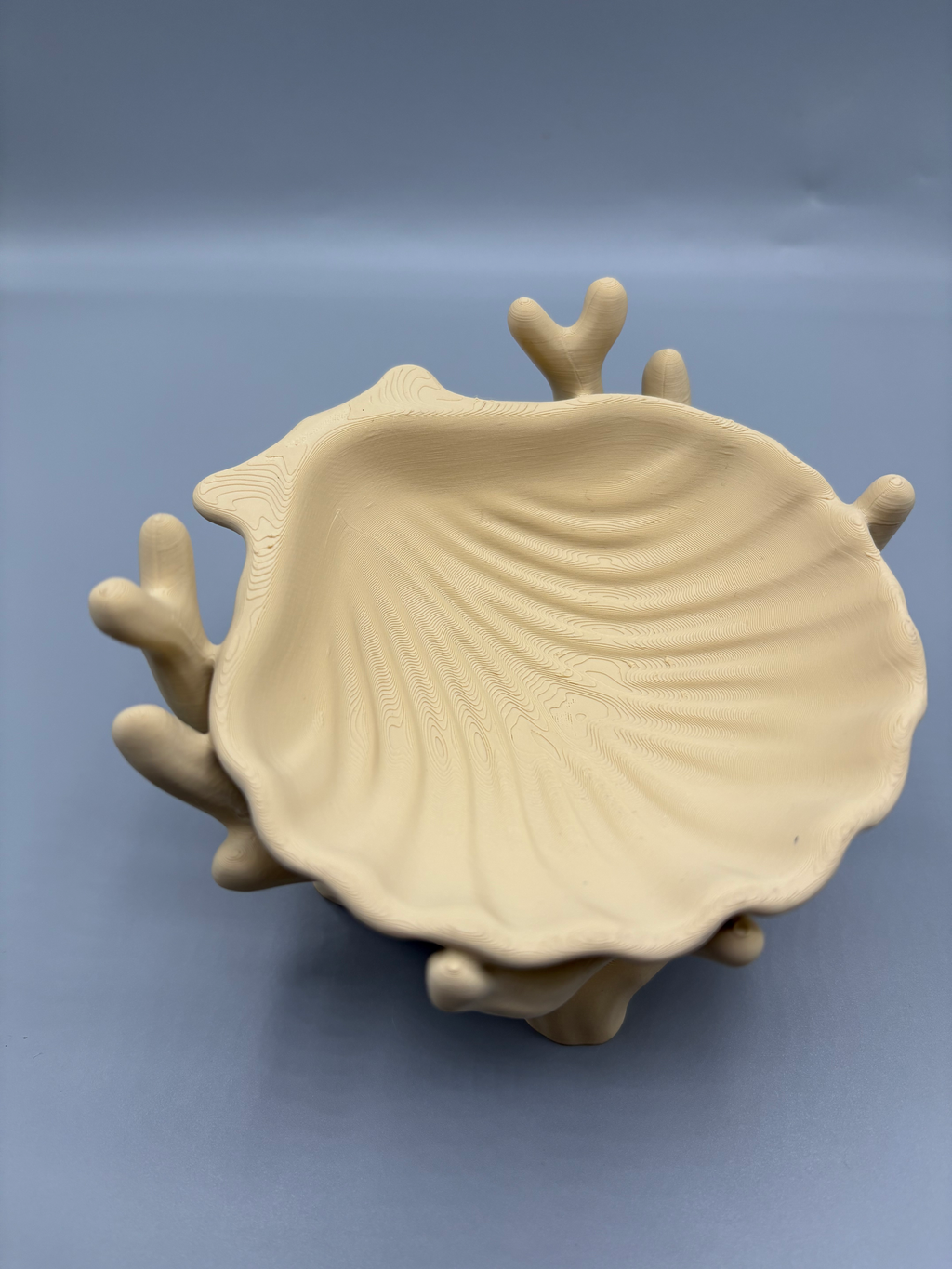 Coral & Scallop Shell Jewellery Dish — example colour. Includes: One finished item supplied; display accessories are excluded. Approximate dimensions (Width × Depth × Height): 1 supplied: 120.6 × 110.6 × 83.7 mm.