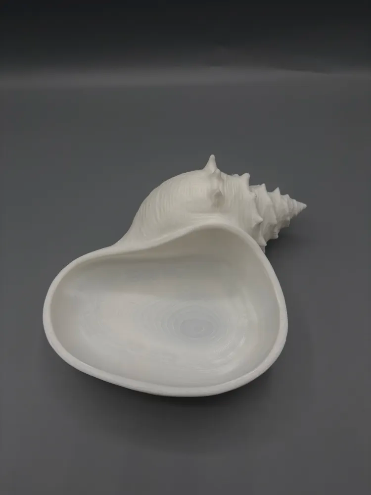 Textured Conch Shell Catchall Tray — example colour. Includes: One finished item supplied; display accessories are excluded. Approximate dimensions (Width × Depth × Height): 1 supplied: 153.7 × 134.7 × 67.4 mm.
