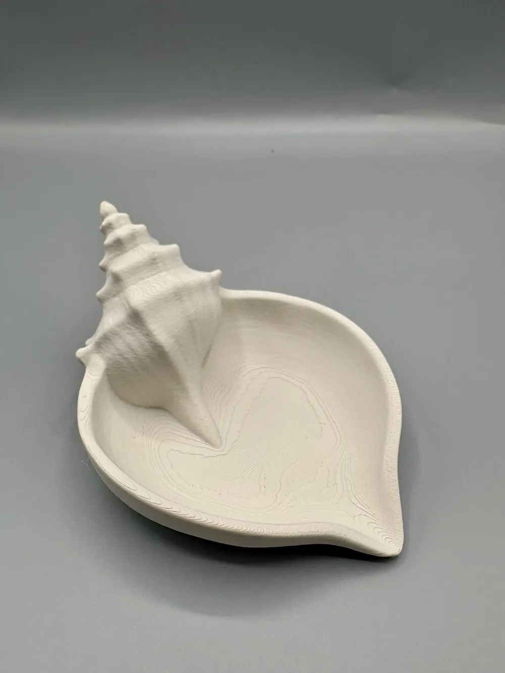 Organic Conch Shell Jewellery Dish — example colour. Includes: One finished item supplied; display accessories are excluded. Approximate dimensions (Width × Depth × Height): 1 supplied: 177.8 × 134.7 × 84.9 mm.