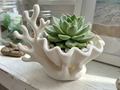 Coral & Clam Shell Decorative Planter — example colour. Includes: One finished item supplied; display accessories are excluded. Approximate dimensions (Width × Depth × Height): 1 supplied: 121.4 × 102.7 × 104.9 mm.